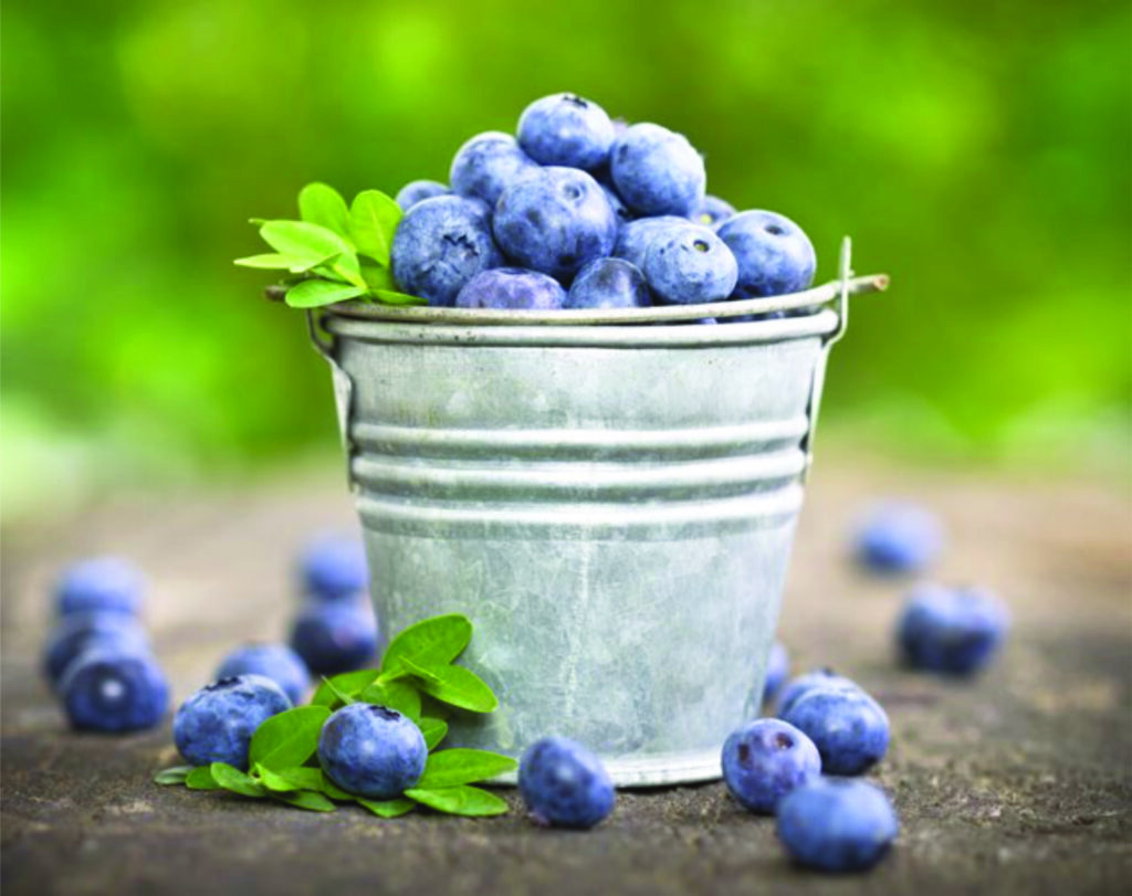 Fresh blueberries in a metal bucket, surrounded by scattered berries and green leaves against a blurred green background.