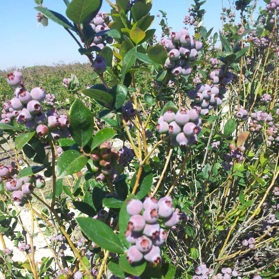 Close-up of blueberry bushes laden with ripe, purple blueberries under a clear blue sky.