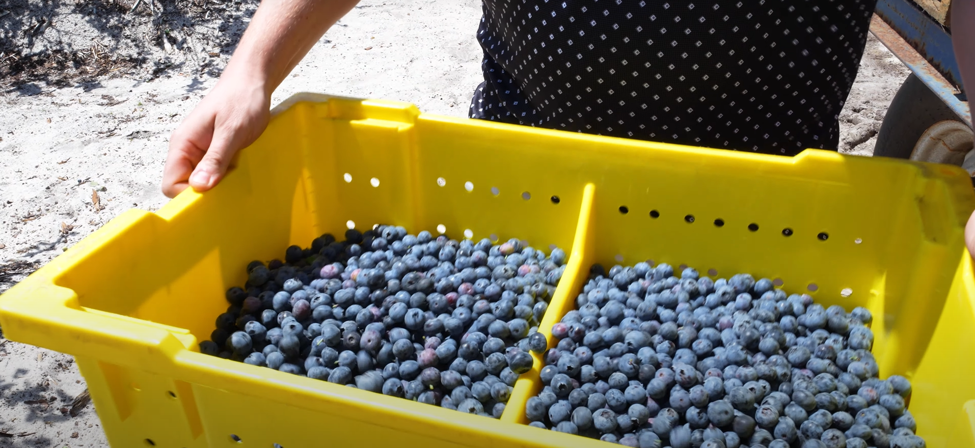 A person holds a yellow crate filled with freshly harvested blueberries.