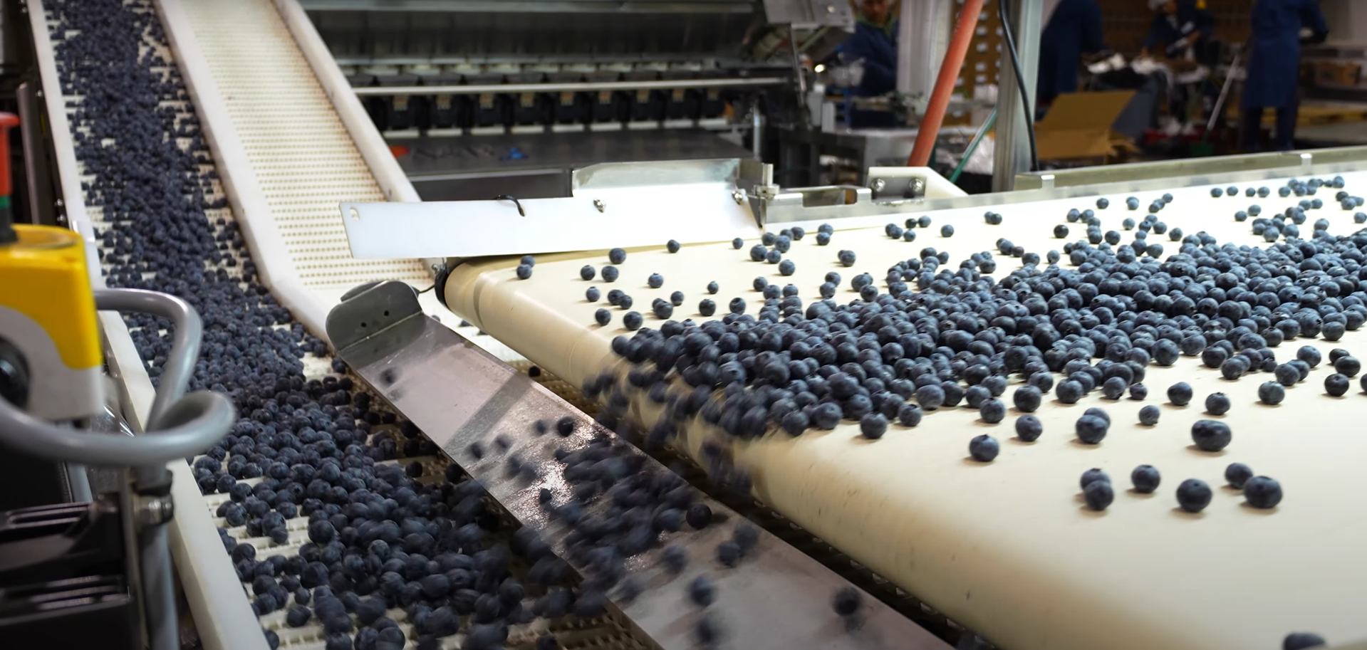 Fresh blueberries cascading down a conveyor belt in a processing facility, highlighting efficient sorting and packaging.