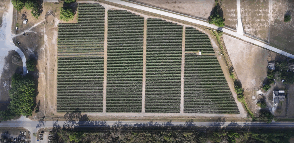 Aerial view of a neatly organized vineyard with rows of grapevines, bordered by a road and greenery.