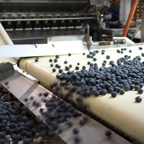 Fresh blueberries cascading down a conveyor belt in a processing facility, highlighting efficient sorting and packaging.
