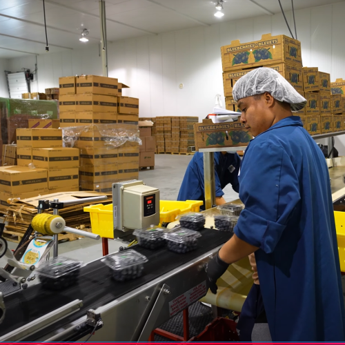 Workers in blue uniforms operate a conveyor belt in a warehouse, packaging products in yellow bins amid stacked boxes.